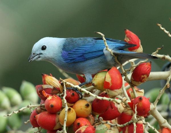 Blue-grey Tanager