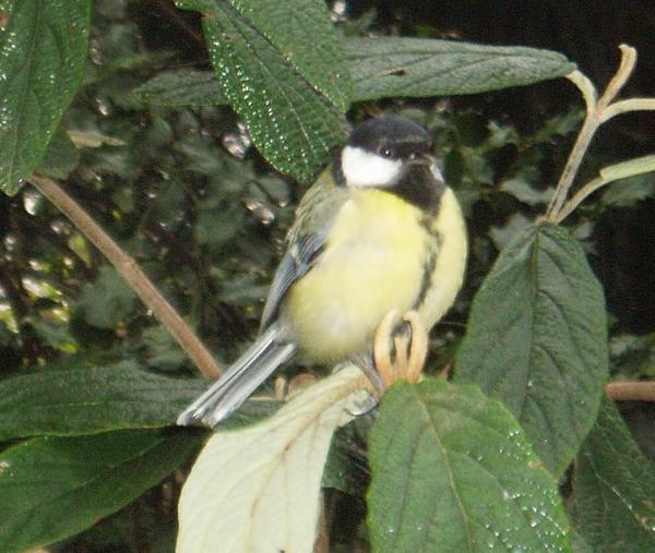 Great Tit