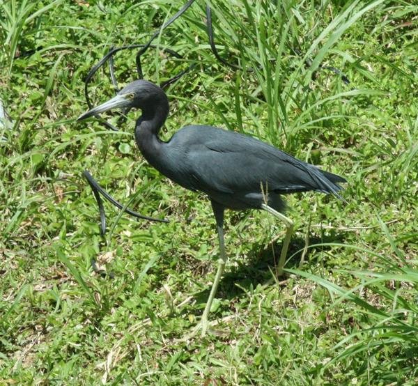 Little Blue Heron Little Blue Heron