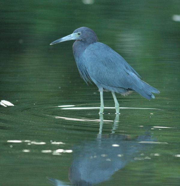 Little Blue Heron