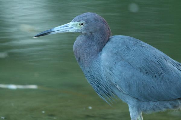 Little Blue Heron Little Blue Heron
