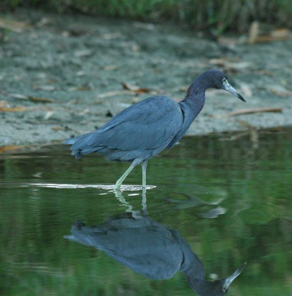 Little Blue Heron Little Blue Heron