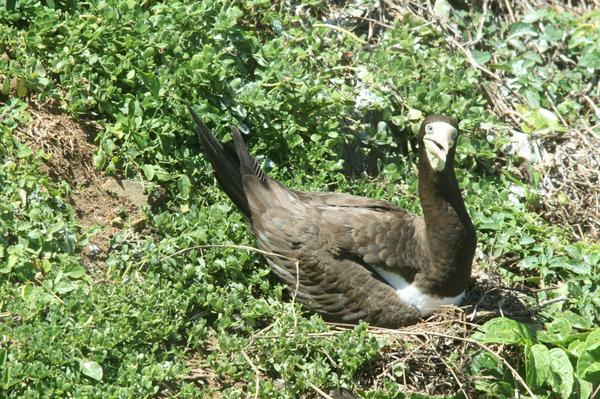 Brown Booby Brown Booby