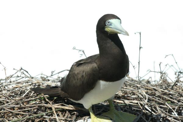 Brown Booby Brown Booby