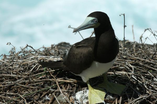 Brown Booby