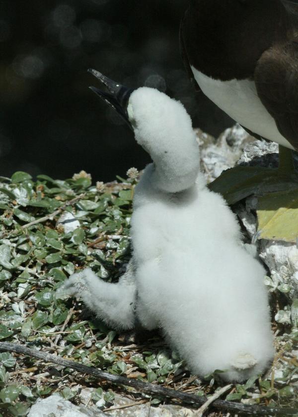 Brown Booby