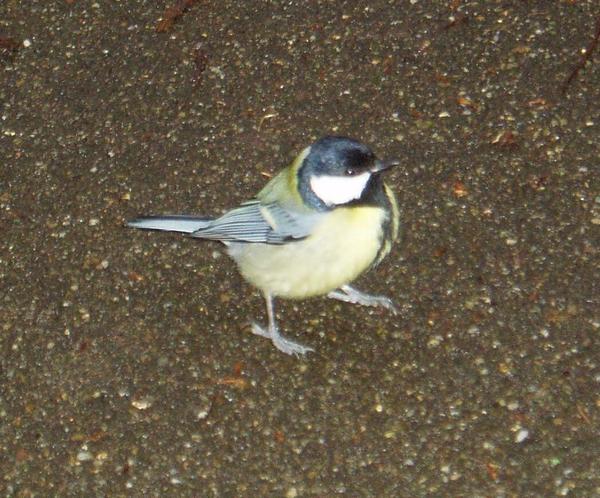 Great Tit Great Tit
