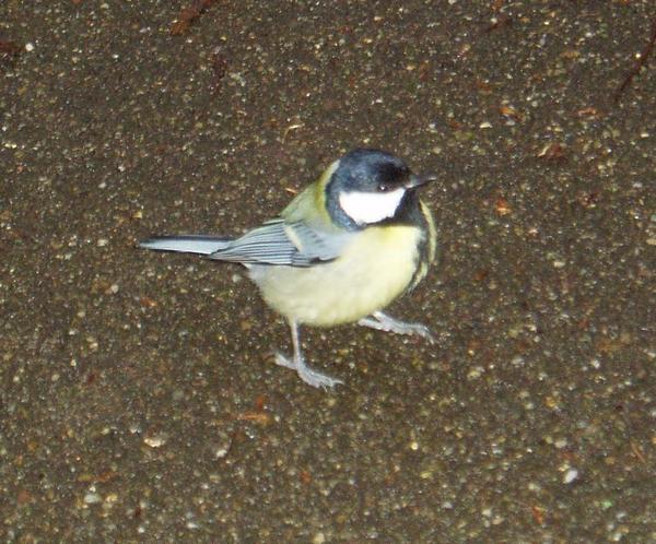 Great Tit