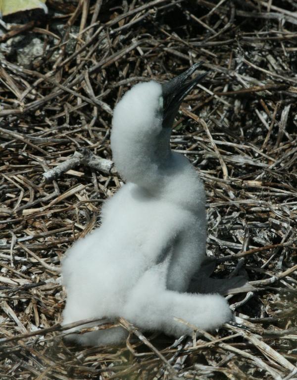 Brown Booby