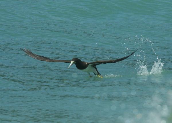 Brown Booby