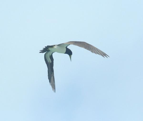 Brown Booby