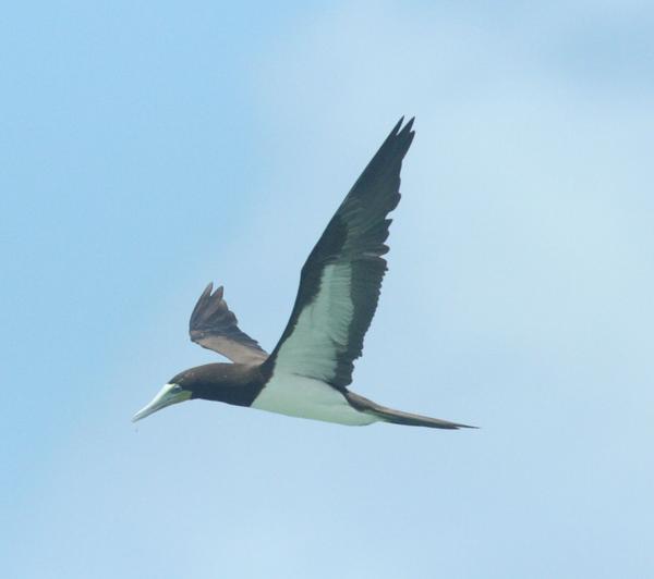 Brown Booby