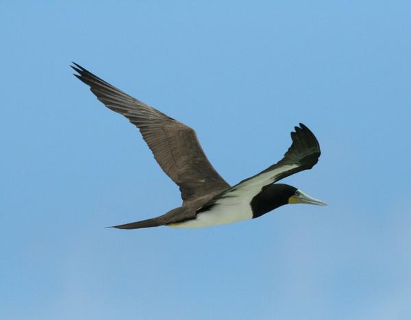 Brown Booby Brown Booby