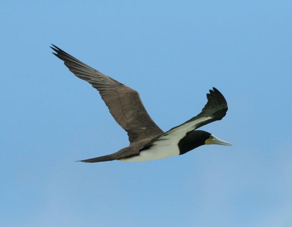 Brown Booby