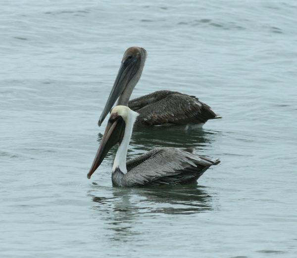 Brown Pelican