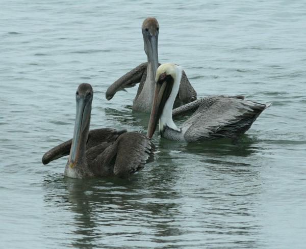 Brown Pelican Brown Pelican