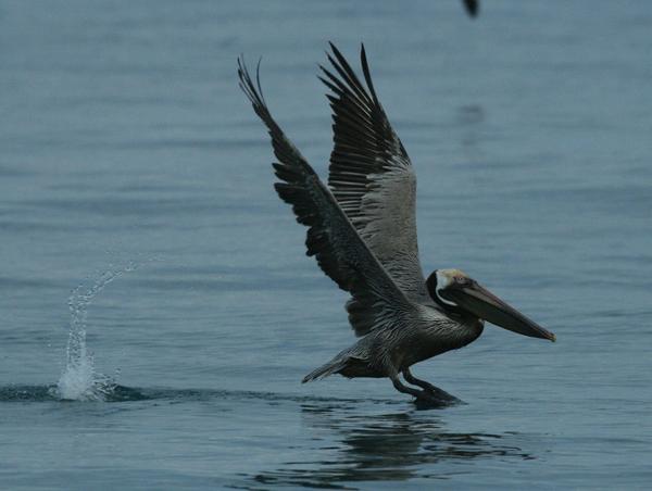Brown Pelican Brown Pelican