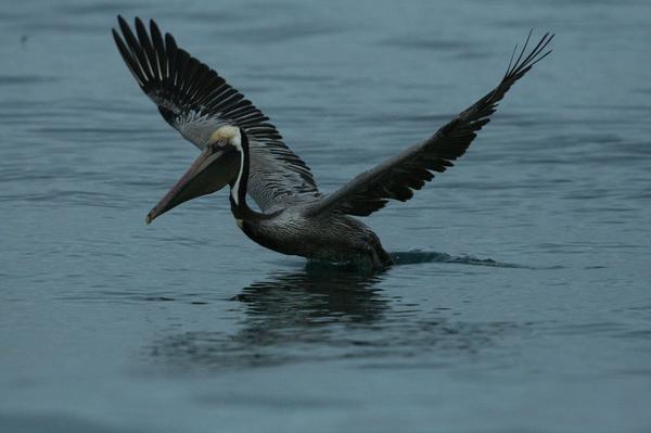 Brown Pelican