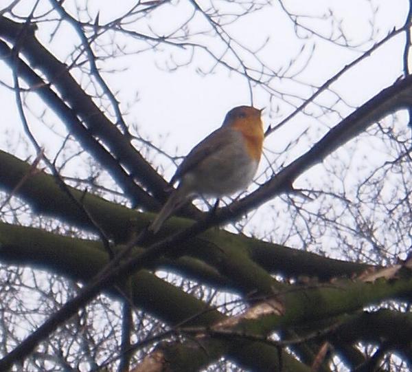 European Robin European Robin