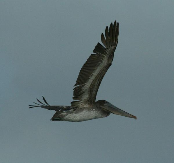 Brown Pelican