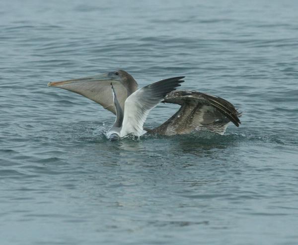 Brown Pelican