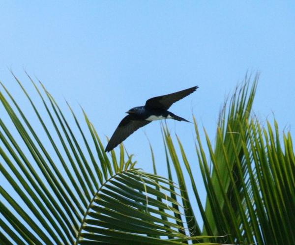 Caribbean Martin Caribbean Martin