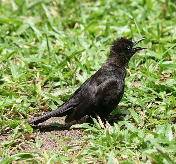 Carib Grackle Carib Grackle