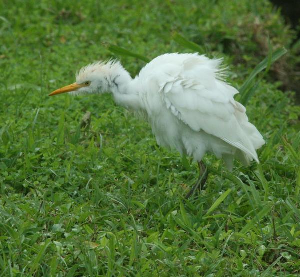 Cattle Egret Cattle Egret