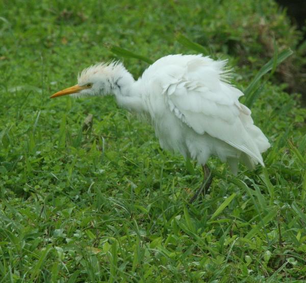 Cattle Egret