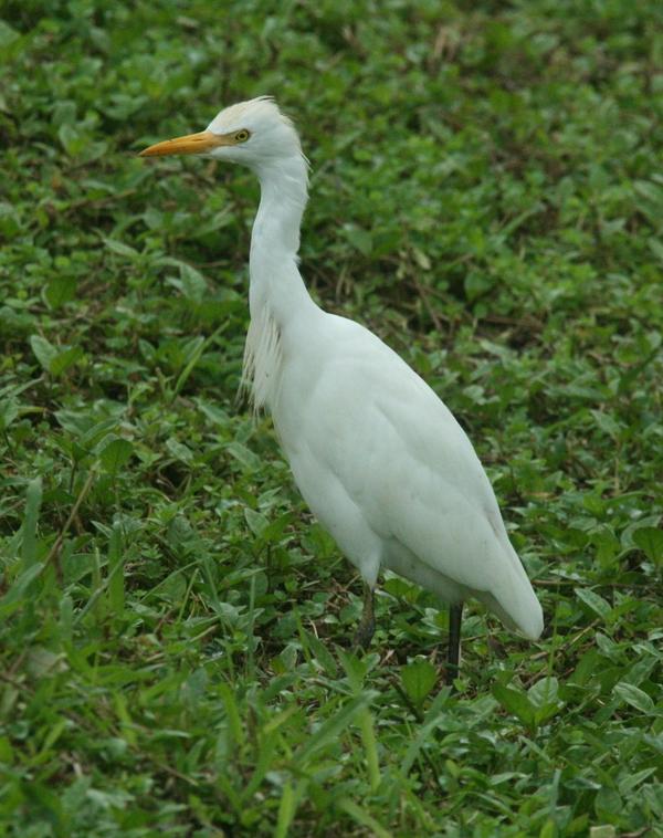Cattle Egret Cattle Egret