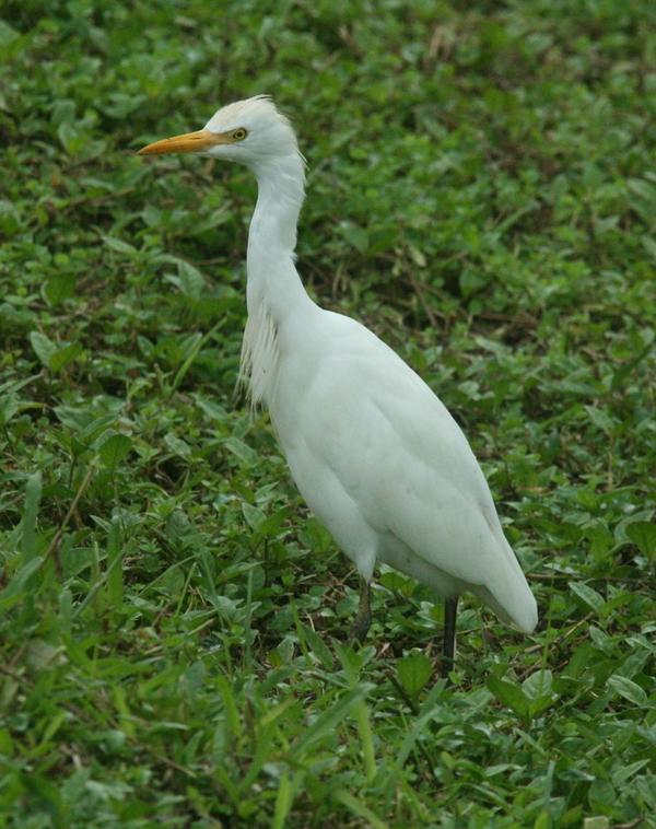 Cattle Egret