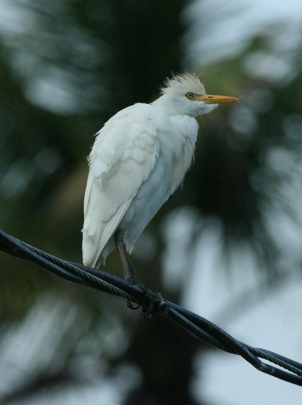 Cattle Egret Cattle Egret