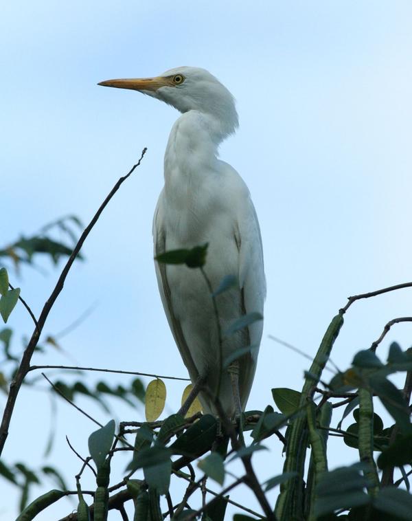 Cattle Egret Cattle Egret