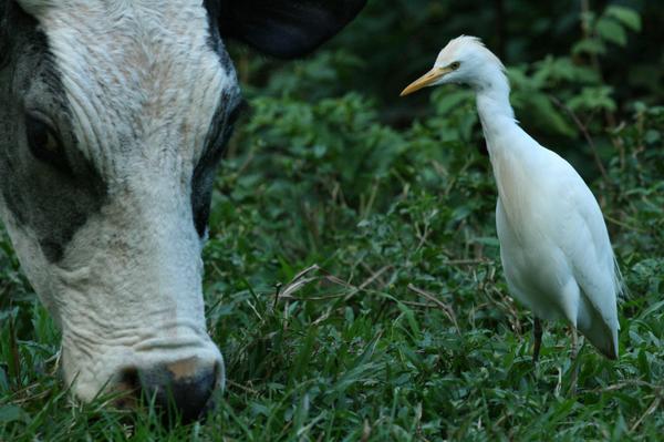 Cattle Egret Cattle Egret