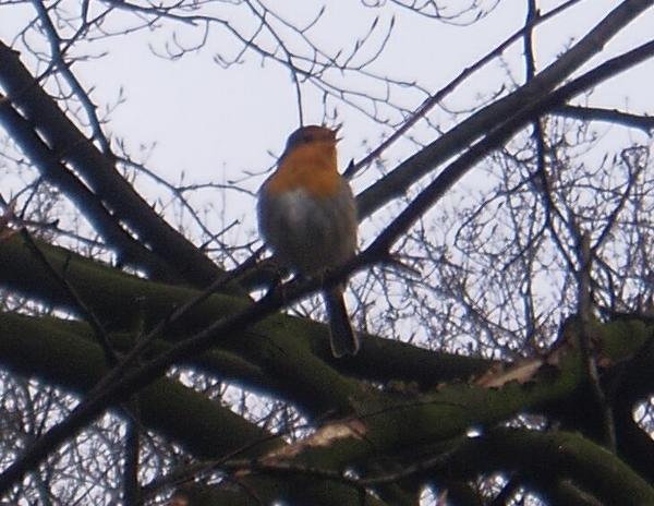 European Robin