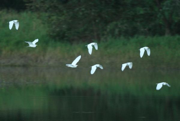 Cattle Egret Cattle Egret