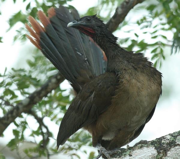 Rufous-vented Chachalaca