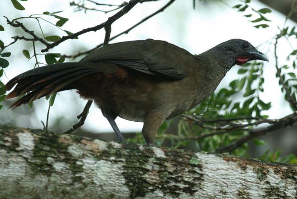 Rufous-vented Chachalaca