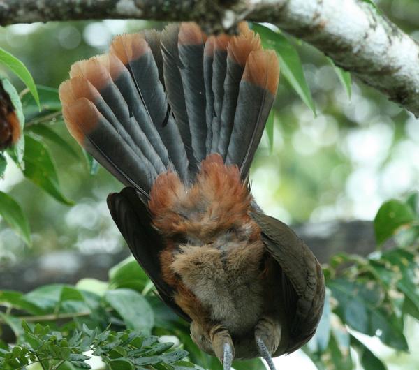 Rufous-vented Chachalaca