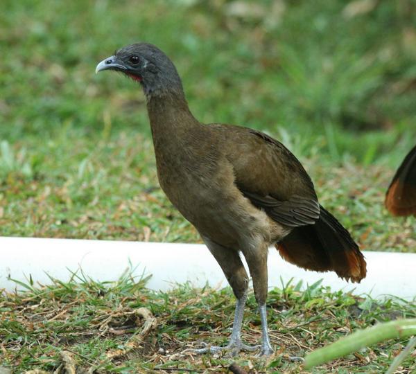 Rufous-vented Chachalaca