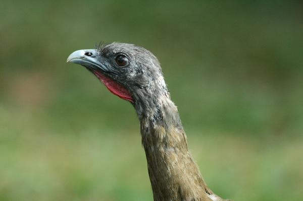 Rufous-vented Chachalaca