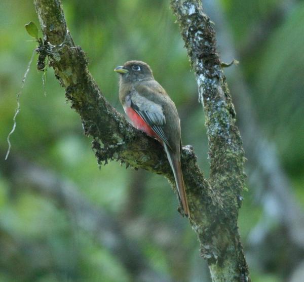 Collared Trogon