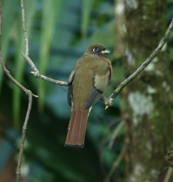 Collared Trogon