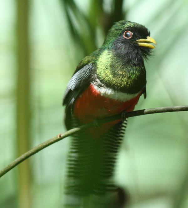 Collared Trogon Collared Trogon