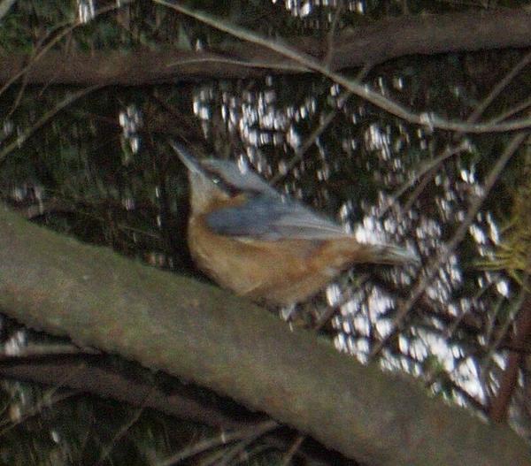 Eurasian Nuthatch Eurasian Nuthatch
