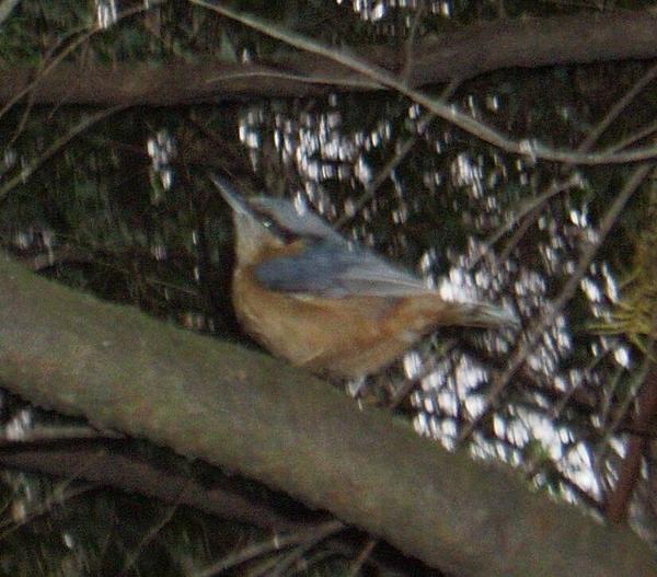 Eurasian Nuthatch