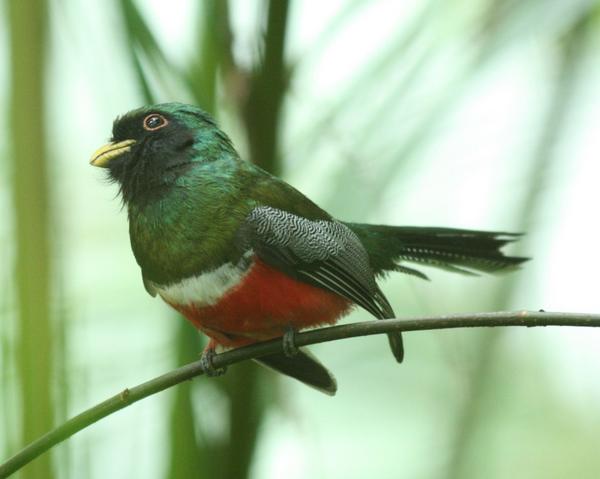 Collared Trogon