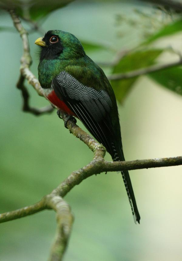 Collared Trogon