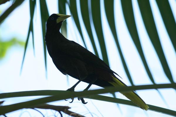 Crested Oropendola Crested Oropendola