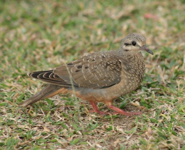 Eared Dove